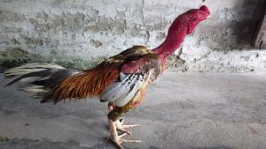 Cách chăm sóc gà tiêu phong