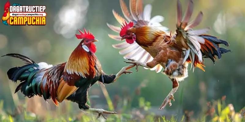 78 vảy gà tốt nên chọi