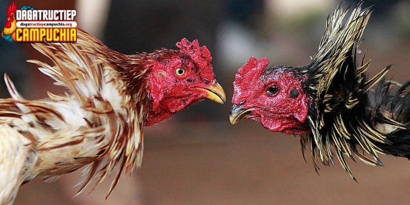 78 vảy gà tốt nên chọi