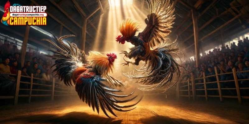 app đá gà trực tiếp