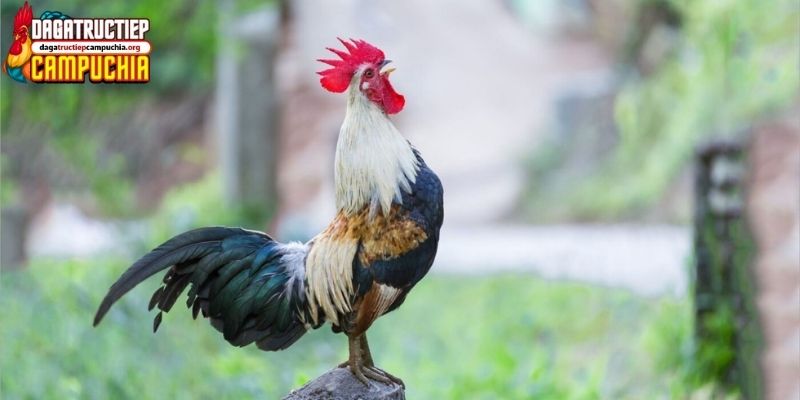 bí kíp xem ngày đá gà cựa sắt