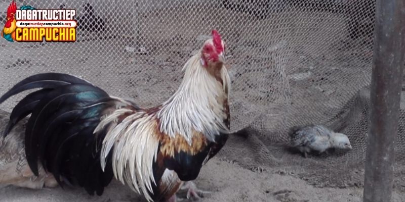 bí kíp xem ngày đá gà cựa sắt