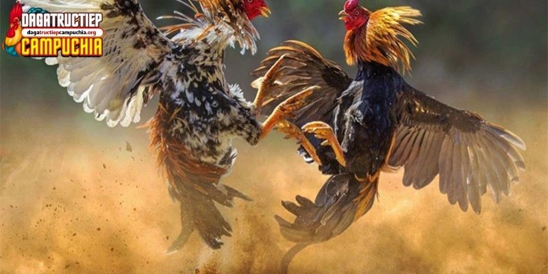 cách nuôi gà chọi c1