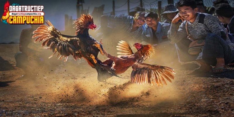 đá gà mạng trực tiếp hôm nay