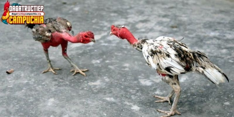đá gà mạng trực tiếp hôm nay