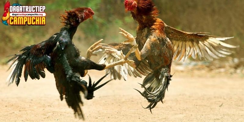 gà chọi đẹp nhất việt nam