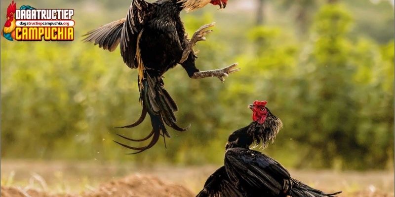 gà chọi đẹp nhất việt nam