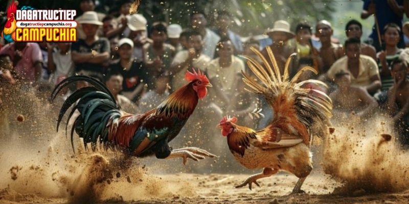 hôm nay đá gà màu nào mạnh