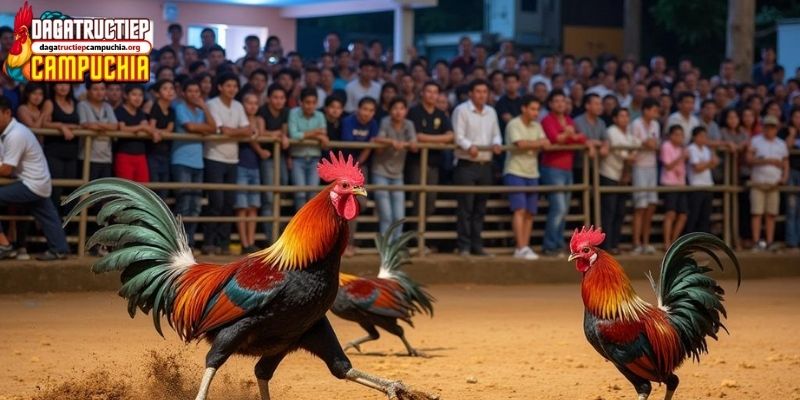 hôm nay đá gà màu nào mạnh