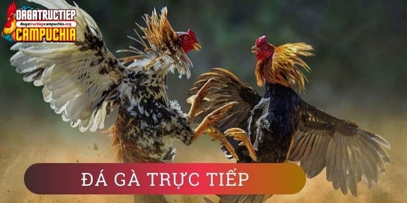 hôm nay đá gà màu nào mạnh
