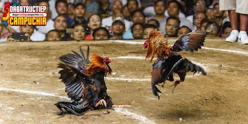 kinh nghiệm đá gà