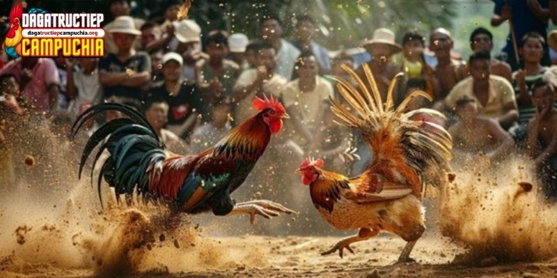 màu mạng đá gà