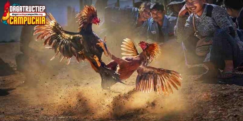 trận đá gà 24 tỷ