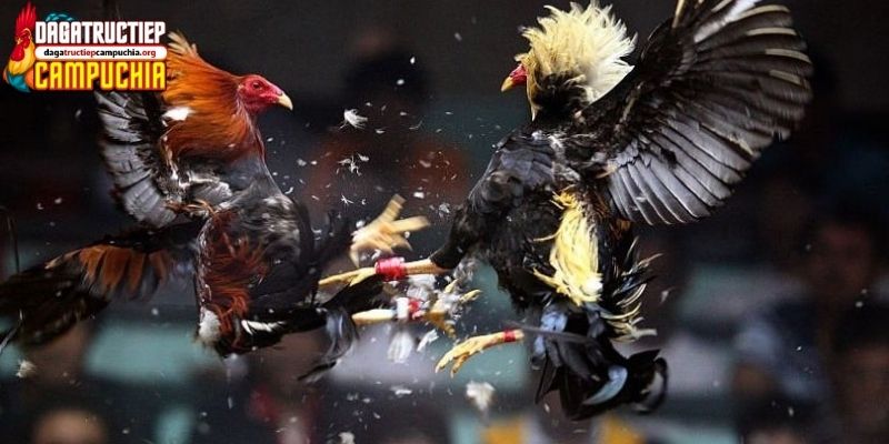 trận đá gà 24 tỷ