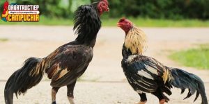 trang đăng ký đá gà cựa dao trực tiếp