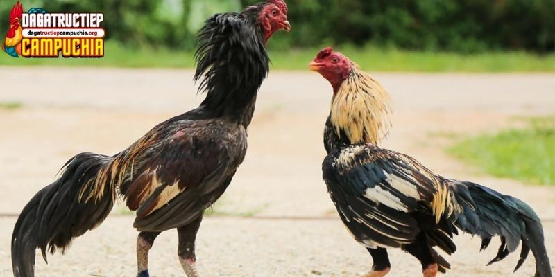 trang đăng ký đá gà cựa dao trực tiếp