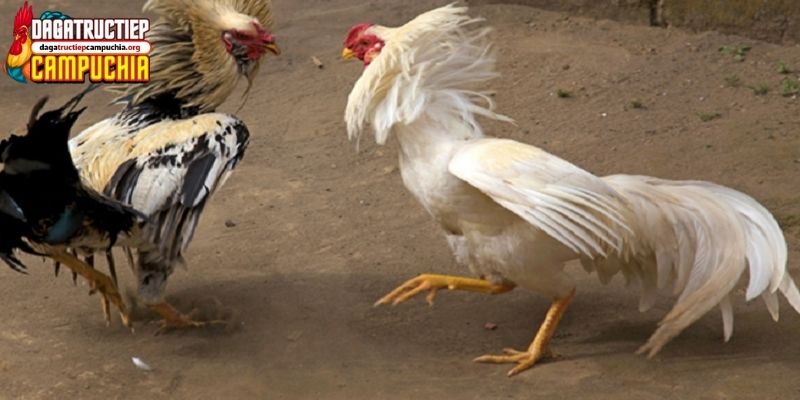 trang web xem đá gà trực tuyến
