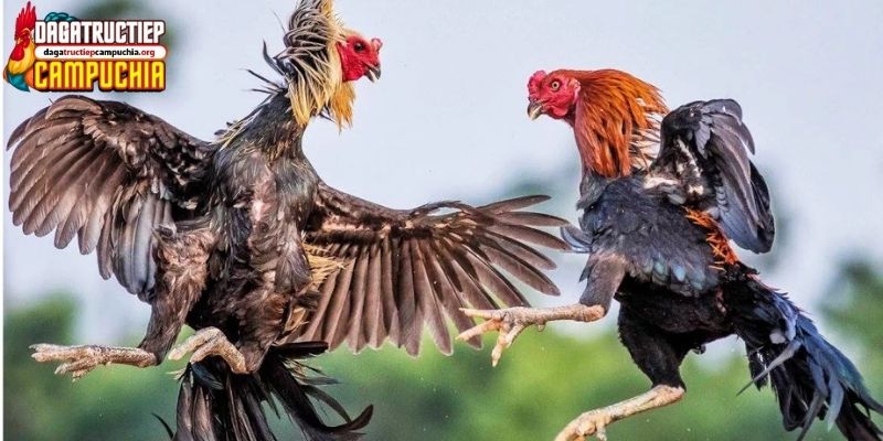 trang web xem đá gà trực tuyến