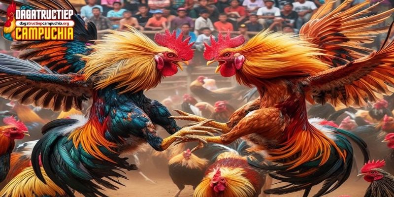 trực tiếp đá gà campuchia hôm nay cpc4
