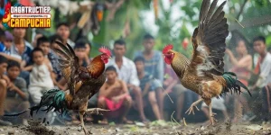 Vảy vấn cán ngay cựa