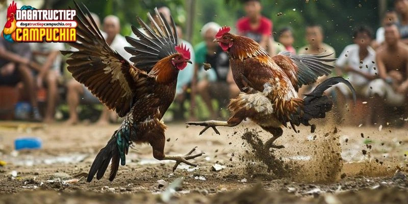 Vảy vấn cán ngay cựa