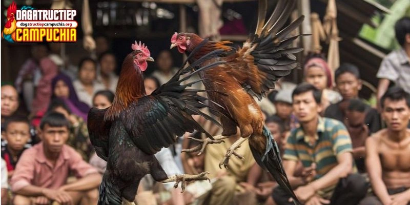 Vảy vấn cán ngay cựa
