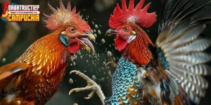cách nhận biết gà đá hay