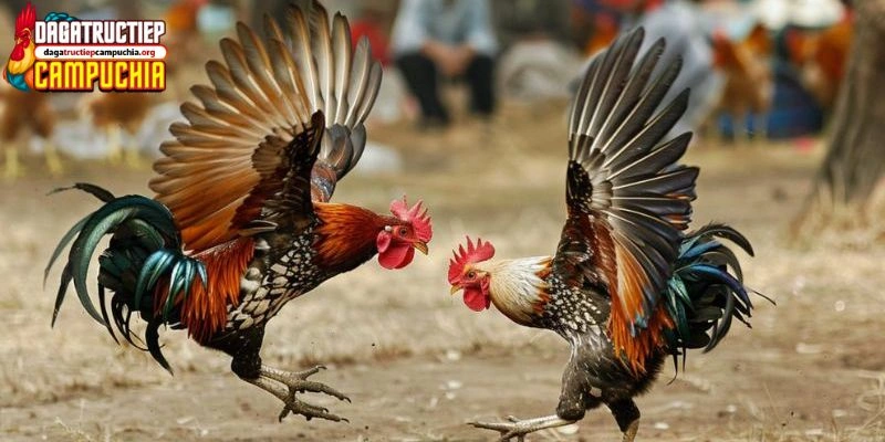 cách nuôi gà chọi c1