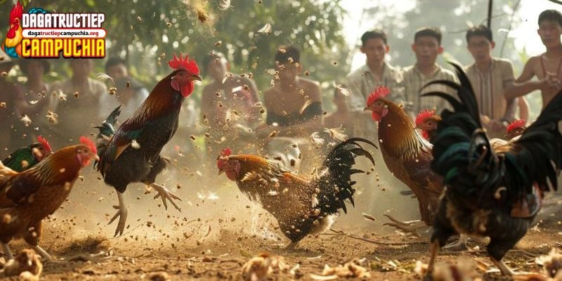 cách nuôi gà đá chân mạnh