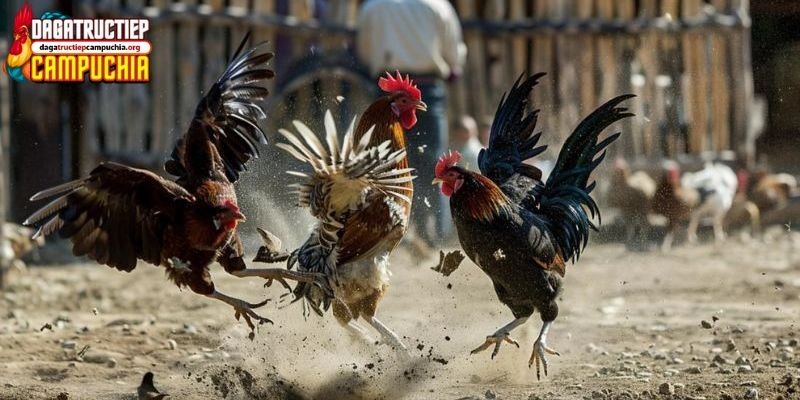 cách nuôi gà đá chân mạnh