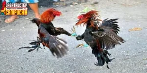 lên cựa gà