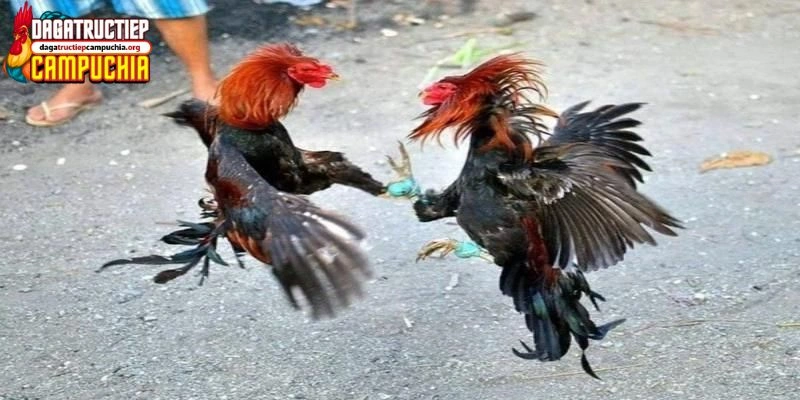 lên cựa gà