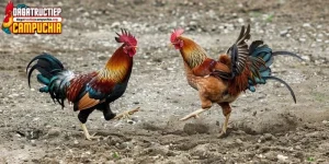 vảy gà chọi độc
