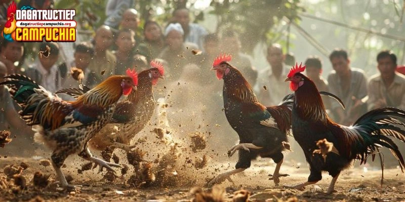 vảy gà chọi độc