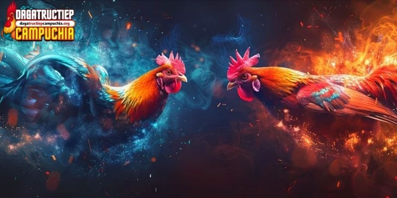 Điểm danh các giống gà đá nổi tiếng